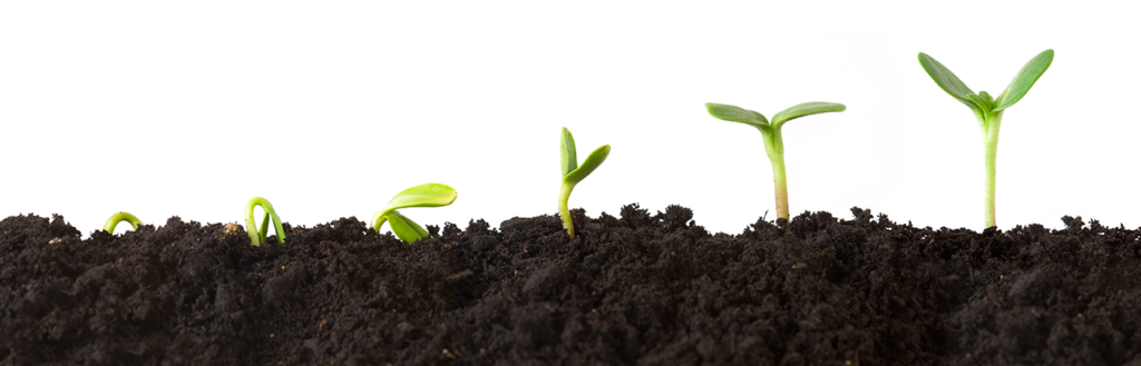 Green Shoots, Software, Japan